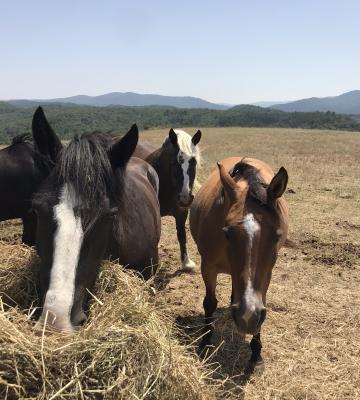 Equitation éthologique