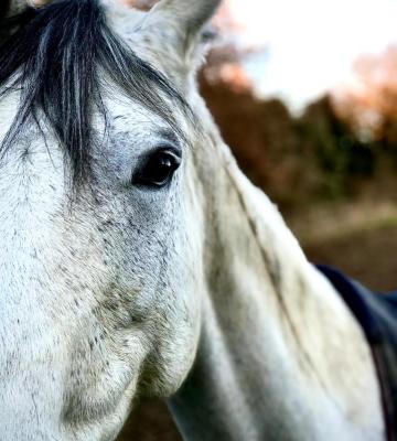 Equitation éthologique