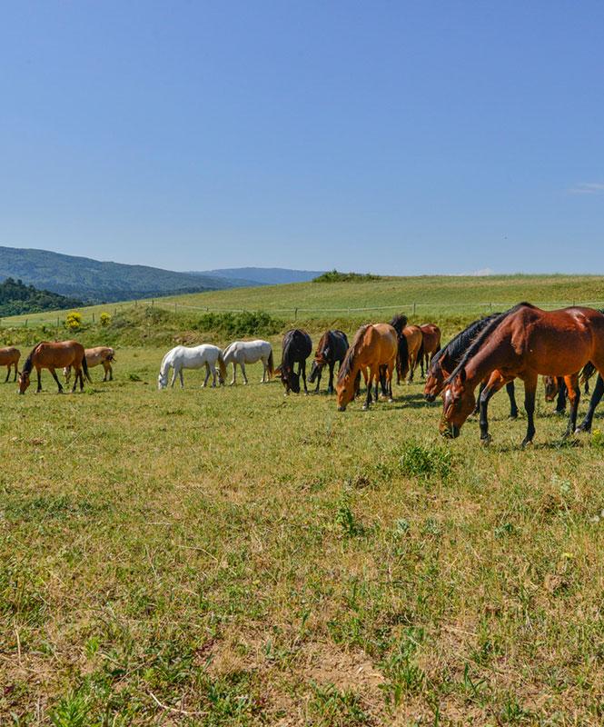 Domaine de Fraisse